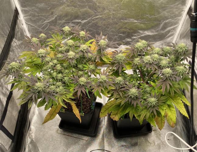 Mambow Juice (Mambaz x Rainbow Zangria). Week 12 - d 82