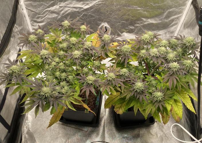 Mambow Juice (Mambaz x Rainbow Zangria). Week 12 - d 83