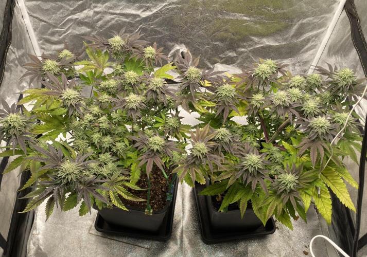 Mambow Juice (Mambaz x Rainbow Zangria). Week 12 - d 84