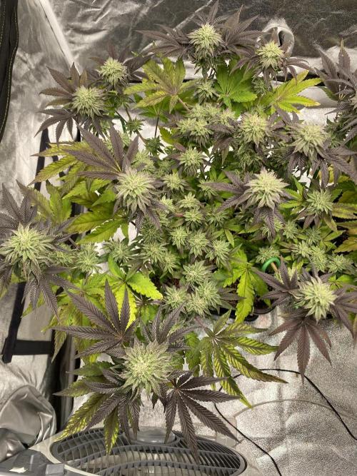 Mambow Juice (Mambaz x Rainbow Zangria). Week 13 - d 85 MJ1