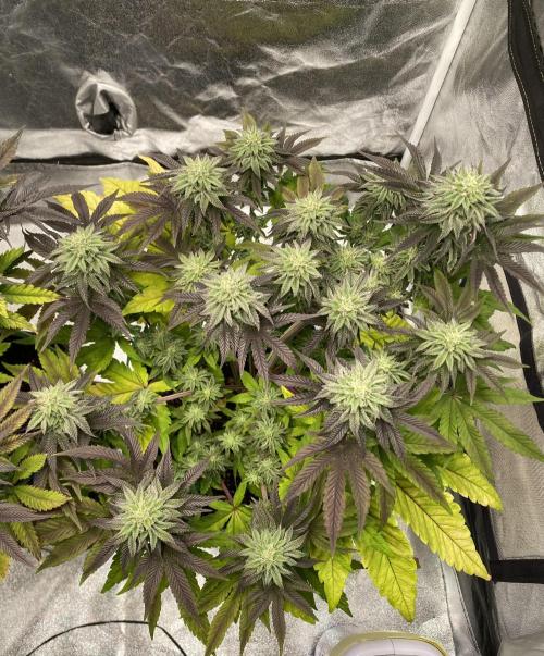 Mambow Juice (Mambaz x Rainbow Zangria). Week 13 - d 85 MJ2