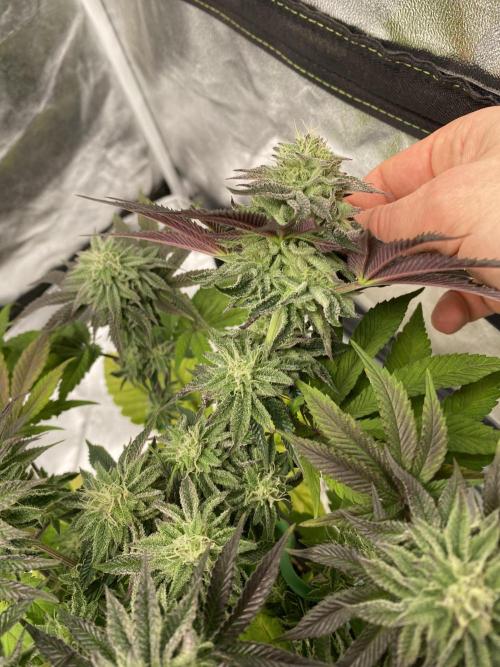 Mambow Juice (Mambaz x Rainbow Zangria). Week 13 - d 85 MJ2