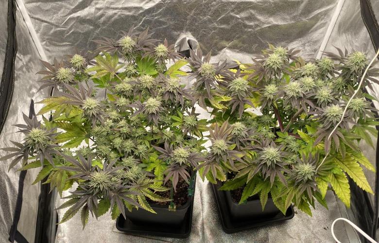 Mambow Juice (Mambaz x Rainbow Zangria). Week 13 - d 86