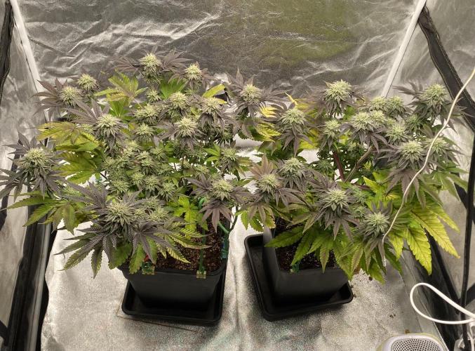 Mambow Juice (Mambaz x Rainbow Zangria). Week 13 - d 87