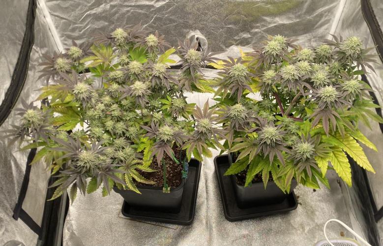 Mambow Juice (Mambaz x Rainbow Zangria). Week 13 - d 88