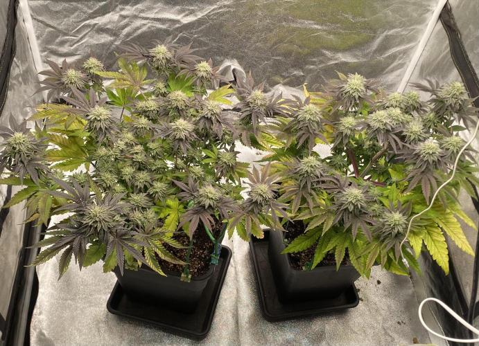 Mambow Juice (Mambaz x Rainbow Zangria). Week 13 - d 89