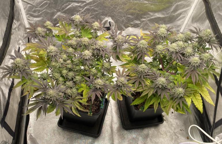 Mambow Juice (Mambaz x Rainbow Zangria). Week 13 - d 90