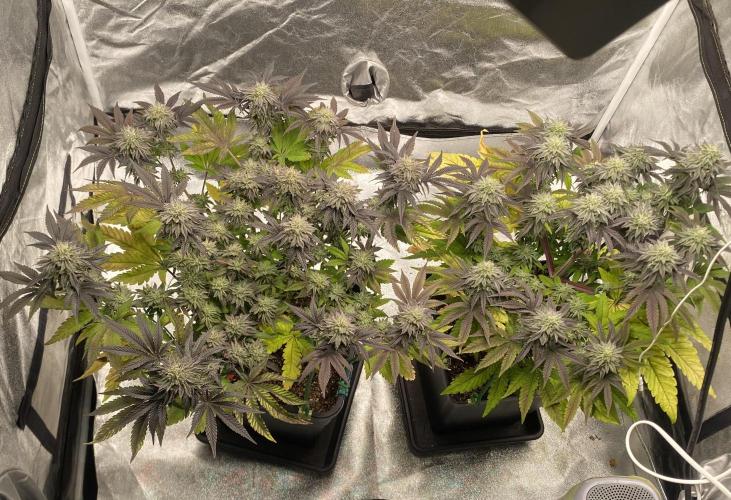 Mambow Juice (Mambaz x Rainbow Zangria). Week 13 - d 91