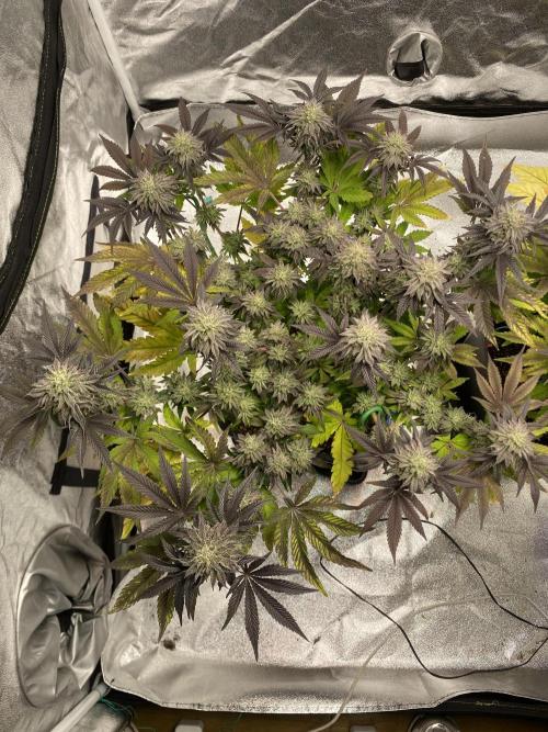 Mambow Juice (Mambaz x Rainbow Zangria). Week 13 - d 91 MJ1