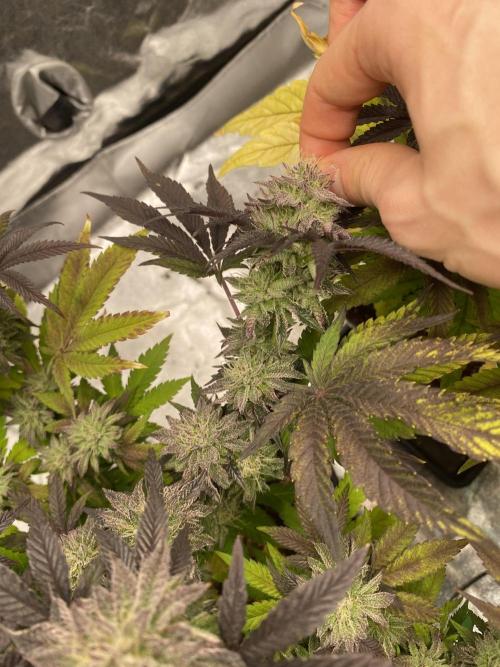 Mambow Juice (Mambaz x Rainbow Zangria). Week 13 - d 91 MJ1