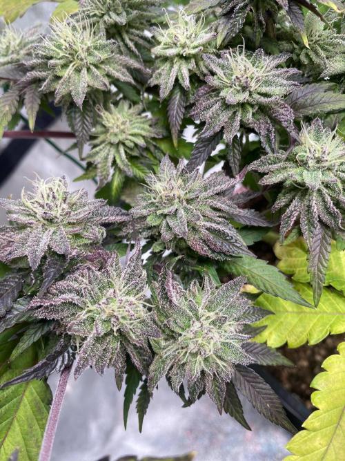 Mambow Juice (Mambaz x Rainbow Zangria). Week 13 - d 91 MJ1