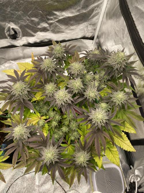 Mambow Juice (Mambaz x Rainbow Zangria). Week 13 - d 91 MJ2