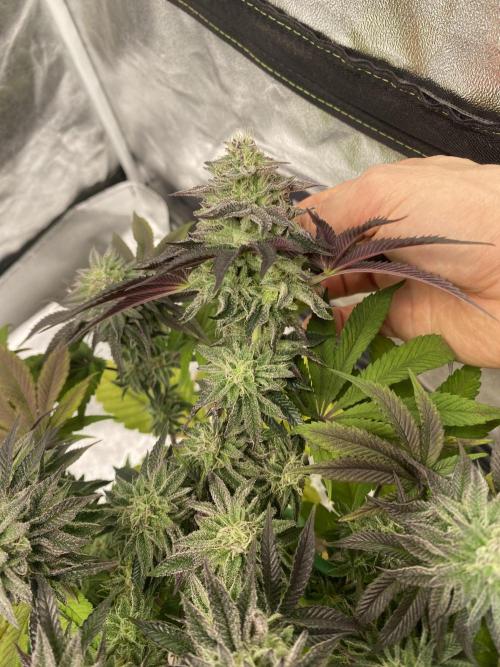 Mambow Juice (Mambaz x Rainbow Zangria). Week 13 - d 91 MJ2