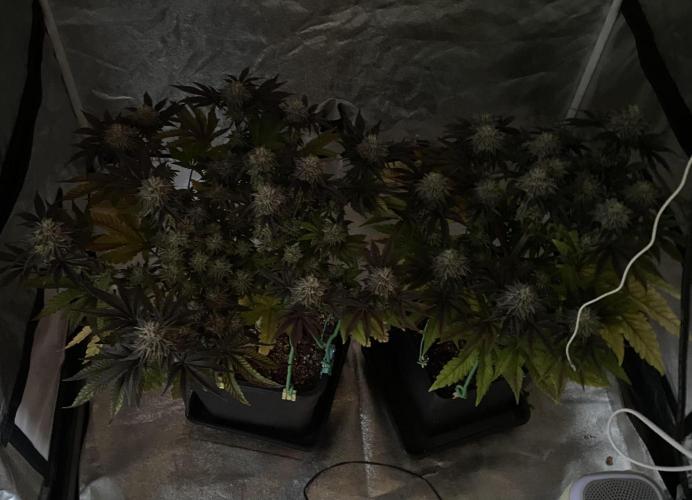 Mambow Juice (Mambaz x Rainbow Zangria). Week 14 - d 92