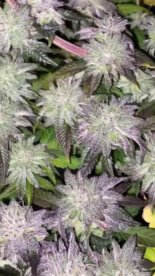 Mambow Juice (Mambaz x Rainbow Zangria)