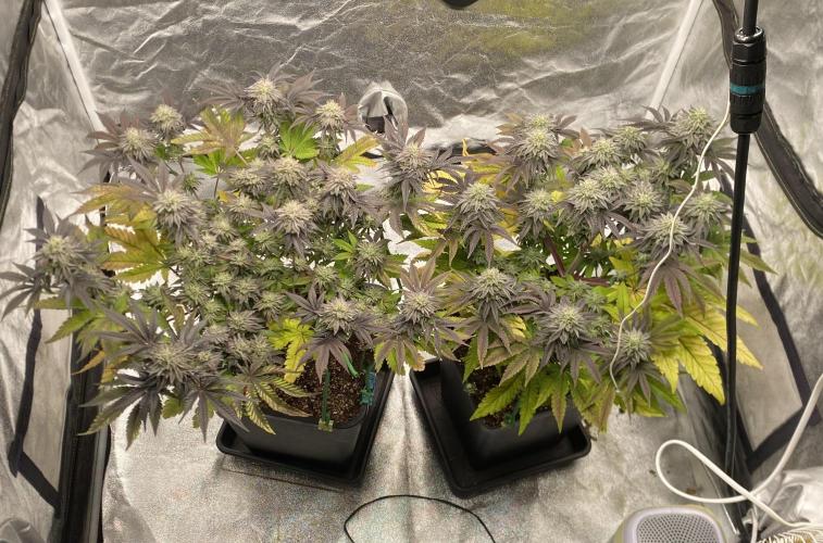 Mambow Juice (Mambaz x Rainbow Zangria). Week 14 - d 93