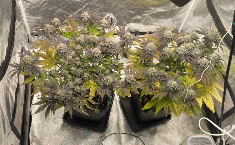 Mambow Juice (Mambaz x Rainbow Zangria). Week 14 - d 94