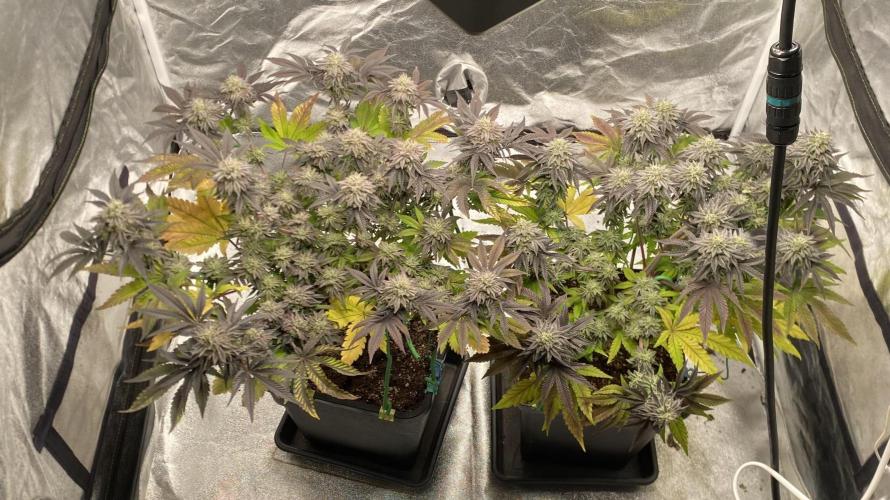 Mambow Juice (Mambaz x Rainbow Zangria). Week 14 - d 96