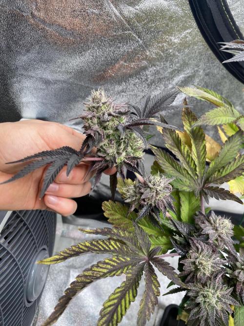 Mambow Juice (Mambaz x Rainbow Zangria). Week 14 - d 96 MJ1 more candy, earthy, fruity terps