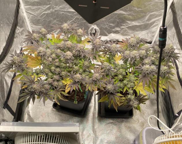 Mambow Juice (Mambaz x Rainbow Zangria). Week 14 - d 97