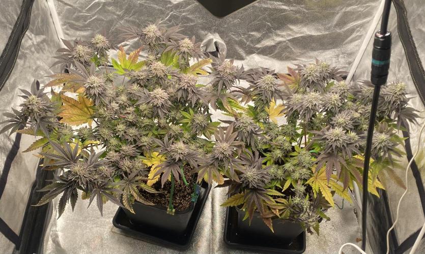 Mambow Juice (Mambaz x Rainbow Zangria). Week 14 - d 98