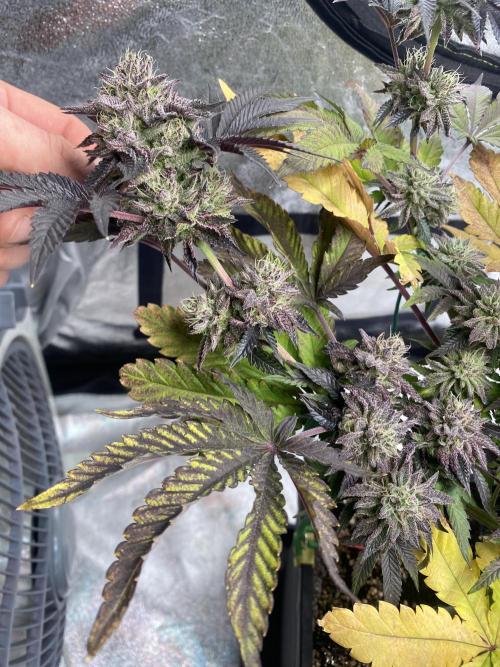 Mambow Juice (Mambaz x Rainbow Zangria). Week 14 - d 98 MJ1