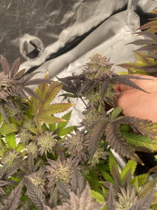 Mambow Juice (Mambaz x Rainbow Zangria). Week 14 - d 98 MJ1