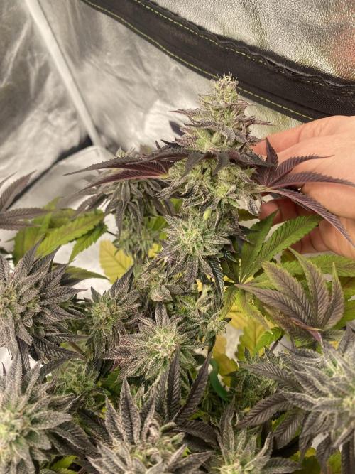 Mambow Juice (Mambaz x Rainbow Zangria). Week 14 - d 98 MJ2