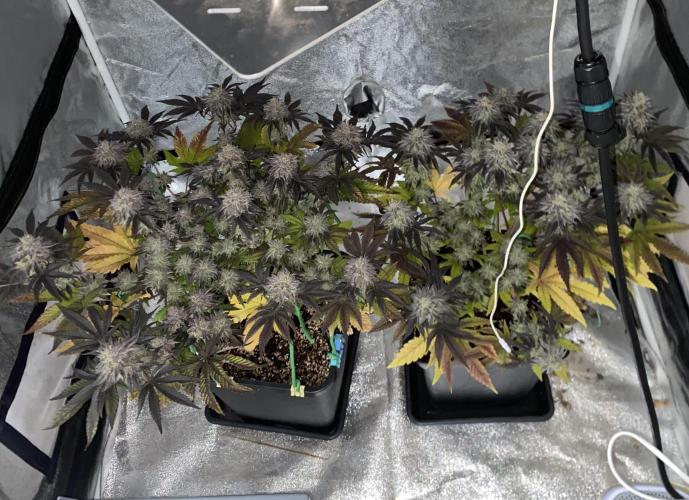 Mambow Juice (Mambaz x Rainbow Zangria). Week 15 - d 99