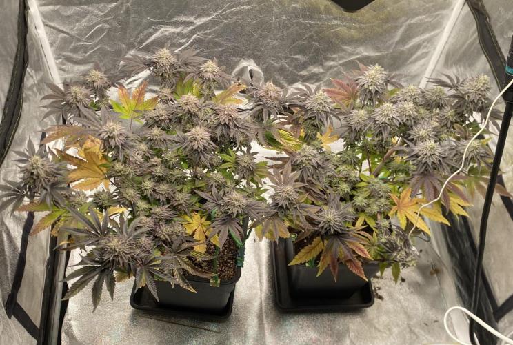 Mambow Juice (Mambaz x Rainbow Zangria). Week 15 - d 101