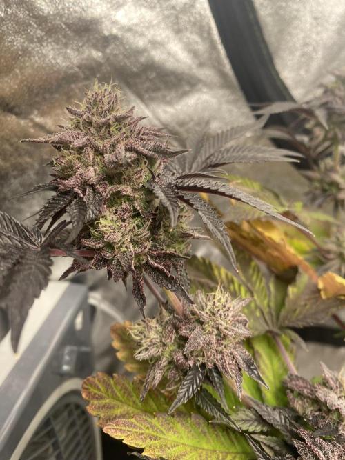 Mambow Juice (Mambaz x Rainbow Zangria). Week 15 - d 101 MJ1