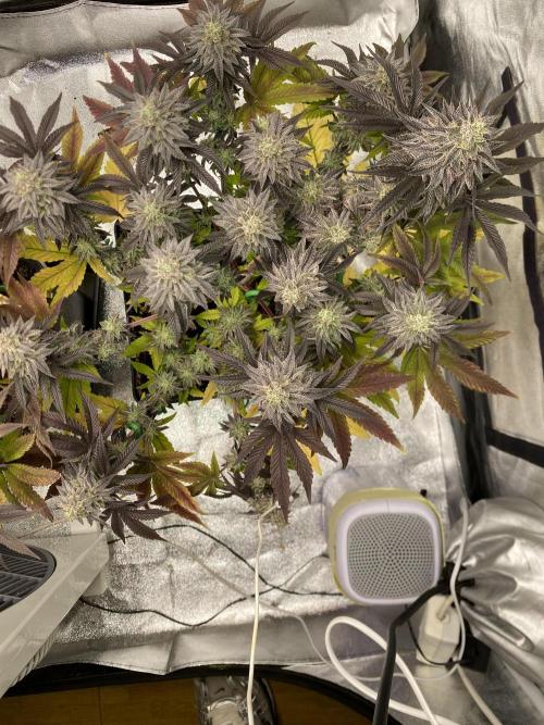 Mambow Juice (Mambaz x Rainbow Zangria). Week 15 - d 101 MJ2