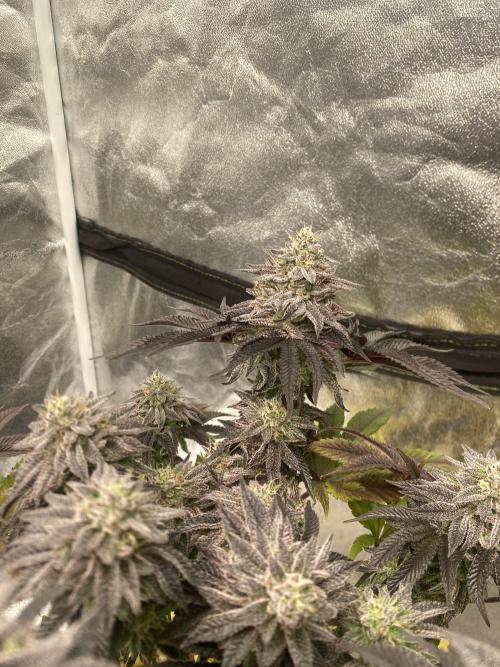 Mambow Juice (Mambaz x Rainbow Zangria). Week 15 - d 101 MJ2