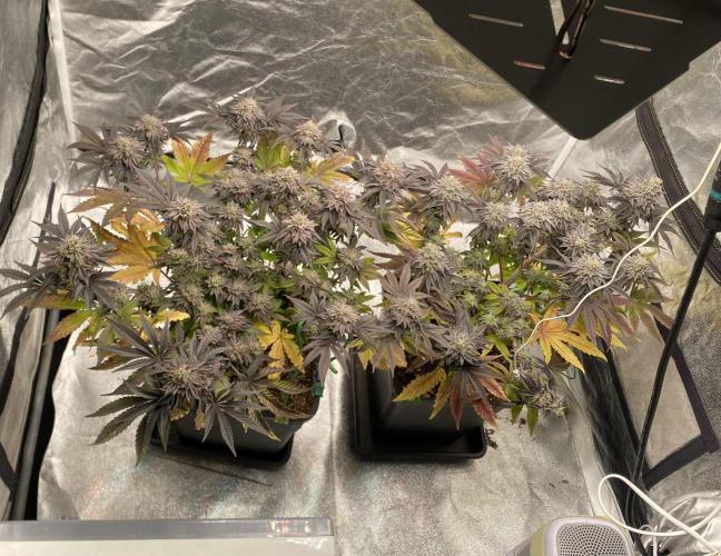 Mambow Juice (Mambaz x Rainbow Zangria). Week 15 - d 102