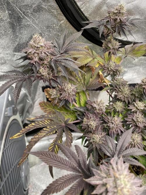 Mambow Juice (Mambaz x Rainbow Zangria). Week 15 - d 104 MJ1