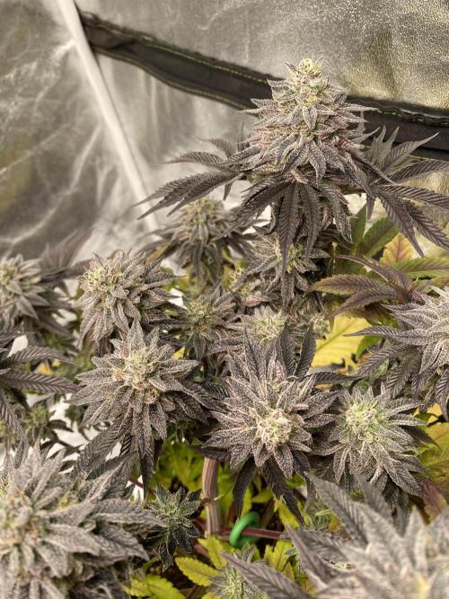 Mambow Juice (Mambaz x Rainbow Zangria). Week 15 - d 104 MJ2