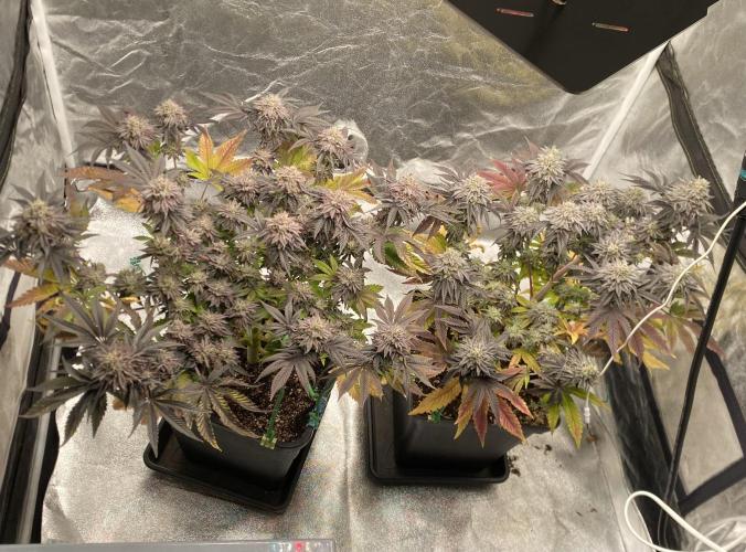 Mambow Juice (Mambaz x Rainbow Zangria). Week 15 - d 105