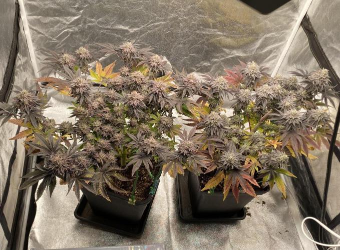 Mambow Juice (Mambaz x Rainbow Zangria). Week 16 - d 106