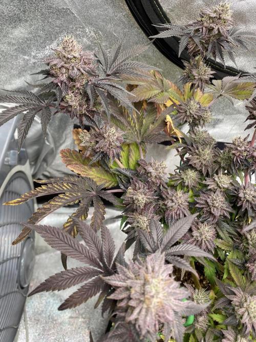 Mambow Juice (Mambaz x Rainbow Zangria). Week 16 - d 106 MJ1