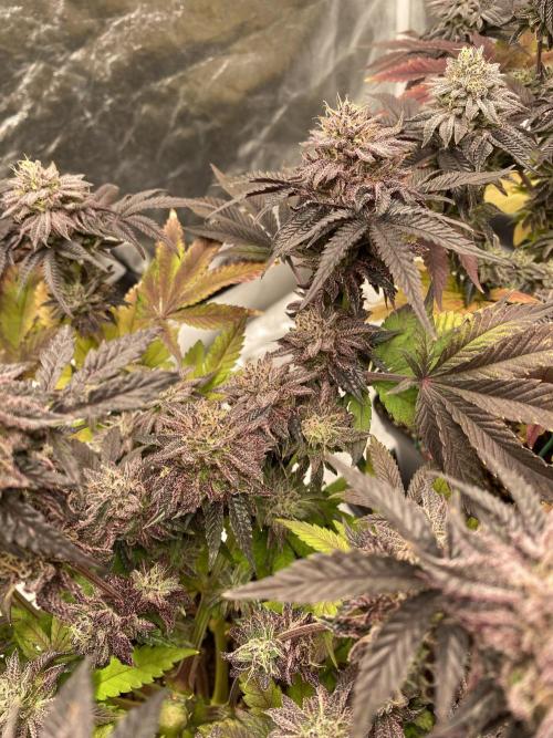 Mambow Juice (Mambaz x Rainbow Zangria). Week 16 - d 106 MJ1