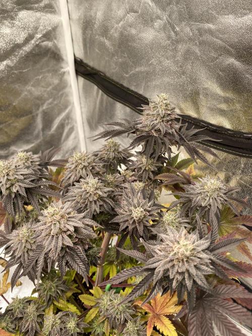 Mambow Juice (Mambaz x Rainbow Zangria). Week 16 - d 106 MJ2