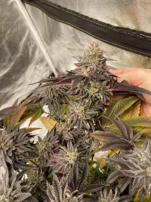 Mambow Juice (Mambaz x Rainbow Zangria). Week 16 - d 106 MJ2