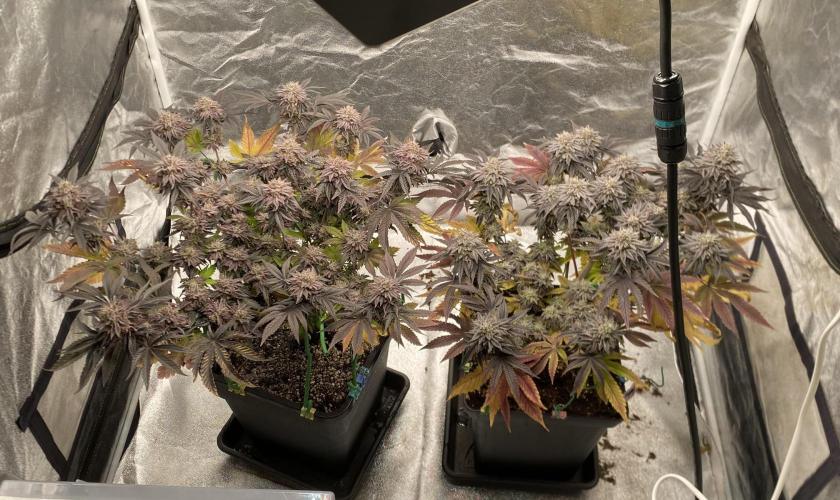 Mambow Juice (Mambaz x Rainbow Zangria). Week 16 - d 108