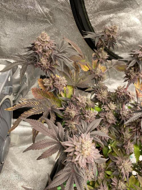 Mambow Juice (Mambaz x Rainbow Zangria). Week 16 - d 108 MJ1