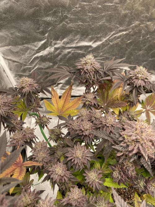 Mambow Juice (Mambaz x Rainbow Zangria). Week 16 - d 108 MJ1