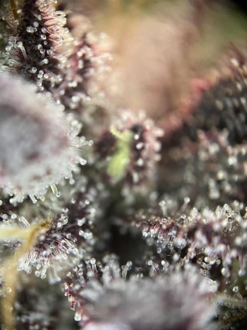 Mambow Juice (Mambaz x Rainbow Zangria). Week 16 - d 108 MJ1 trichomes