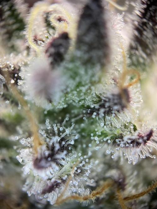 Mambow Juice (Mambaz x Rainbow Zangria). Week 16 - d 108 MJ1 trichomes