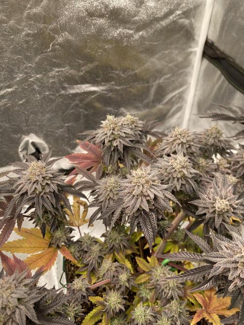 Mambow Juice (Mambaz x Rainbow Zangria). Week 16 - d 108 MJ2 