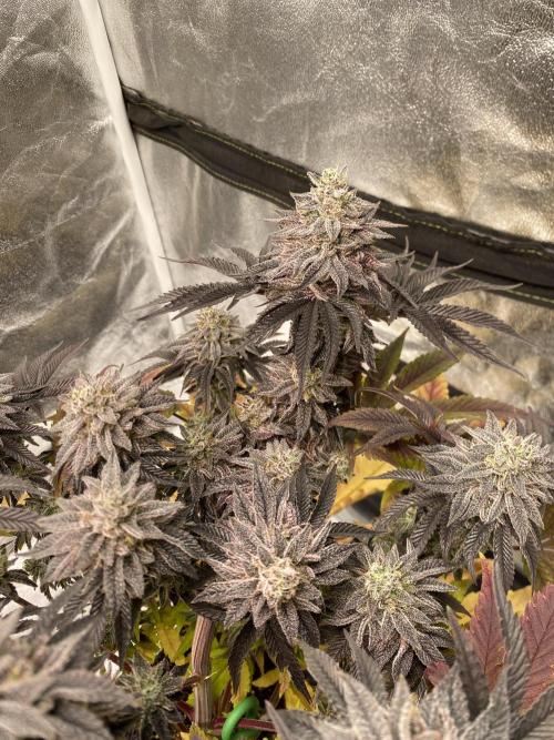 Mambow Juice (Mambaz x Rainbow Zangria). Week 16 - d 108 MJ2