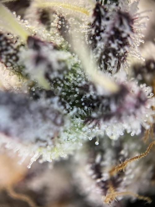 Mambow Juice (Mambaz x Rainbow Zangria). Week 16 - d 108 MJ2 trichomes